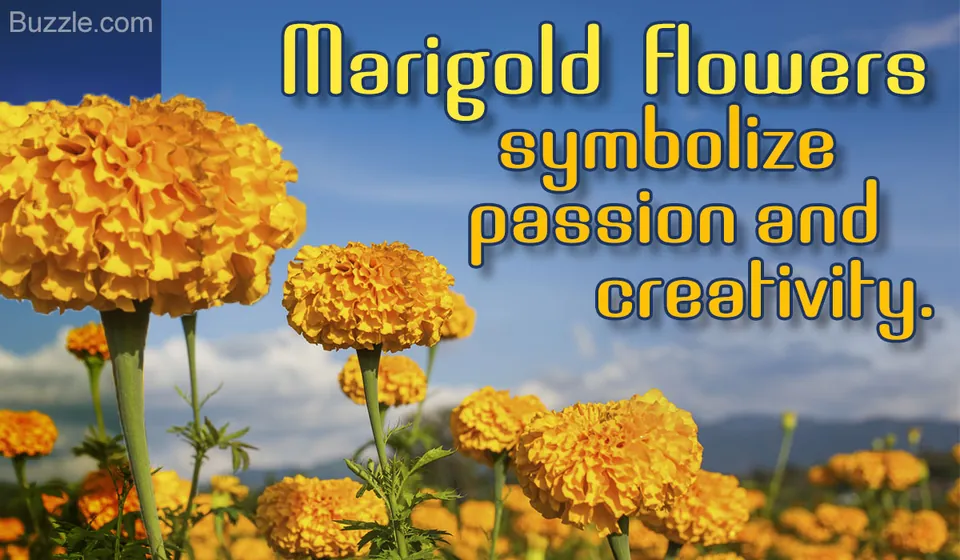Bright orange marigold flowers bloom in a garden field against a blue sky.
