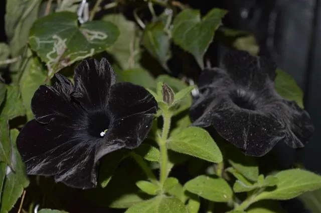 Close-up of two black morning glory flowers blooming among green leaves.