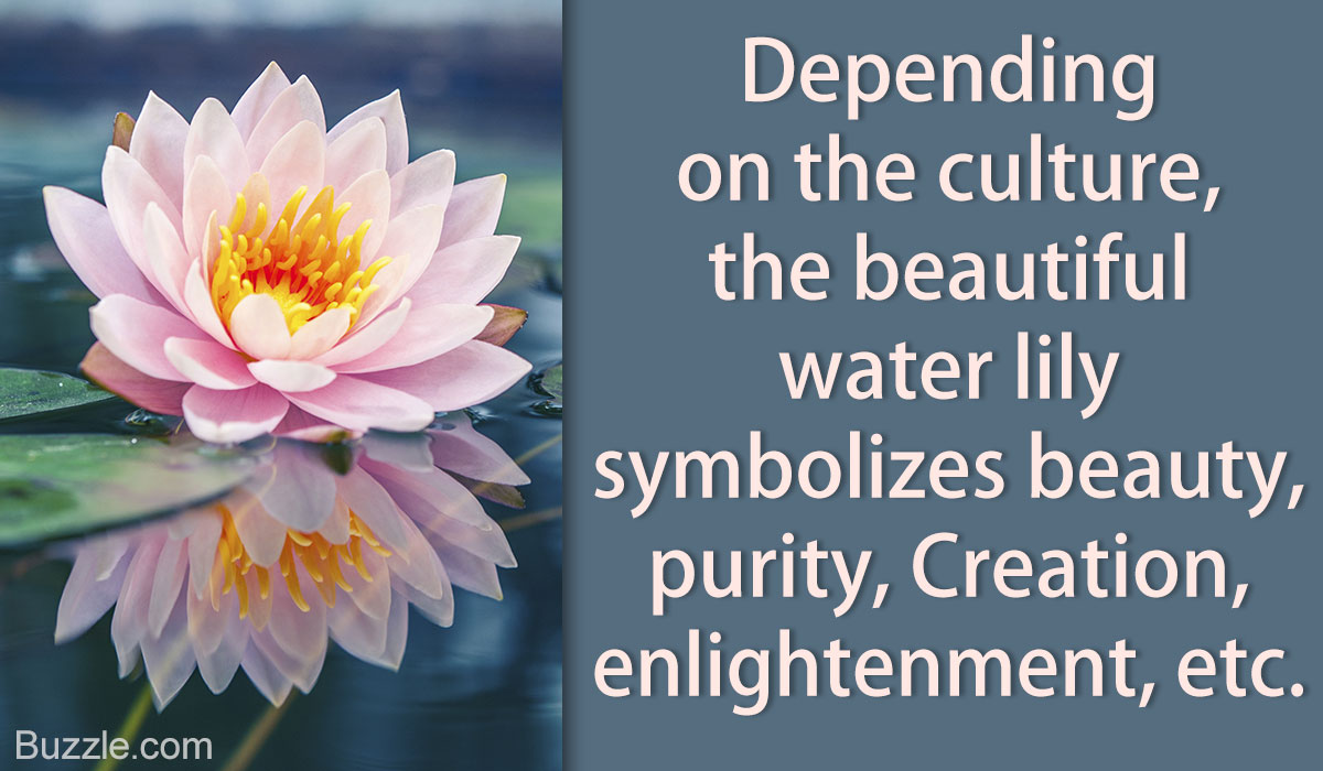 Meanings Unveiled - What Does a Water Lily Really Symbolize?