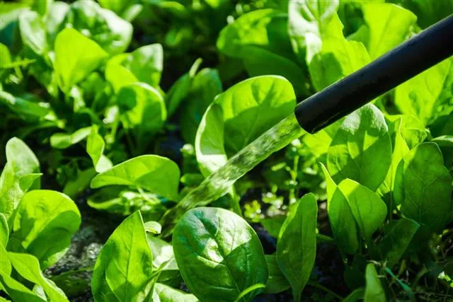 Water pours from a black hose onto vibrant green leafy vegetables in a garden.