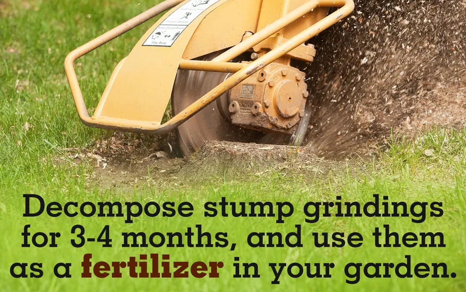 A yellow stump grinder machine actively grinding a tree stump in a grassy lawn.