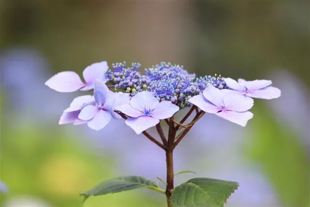 A close-up of a purple hydrangea flower with green leaves against a blurred background.