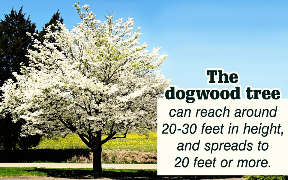 A large dogwood tree covered in white blossoms stands in a grassy field under a clear blue sky.