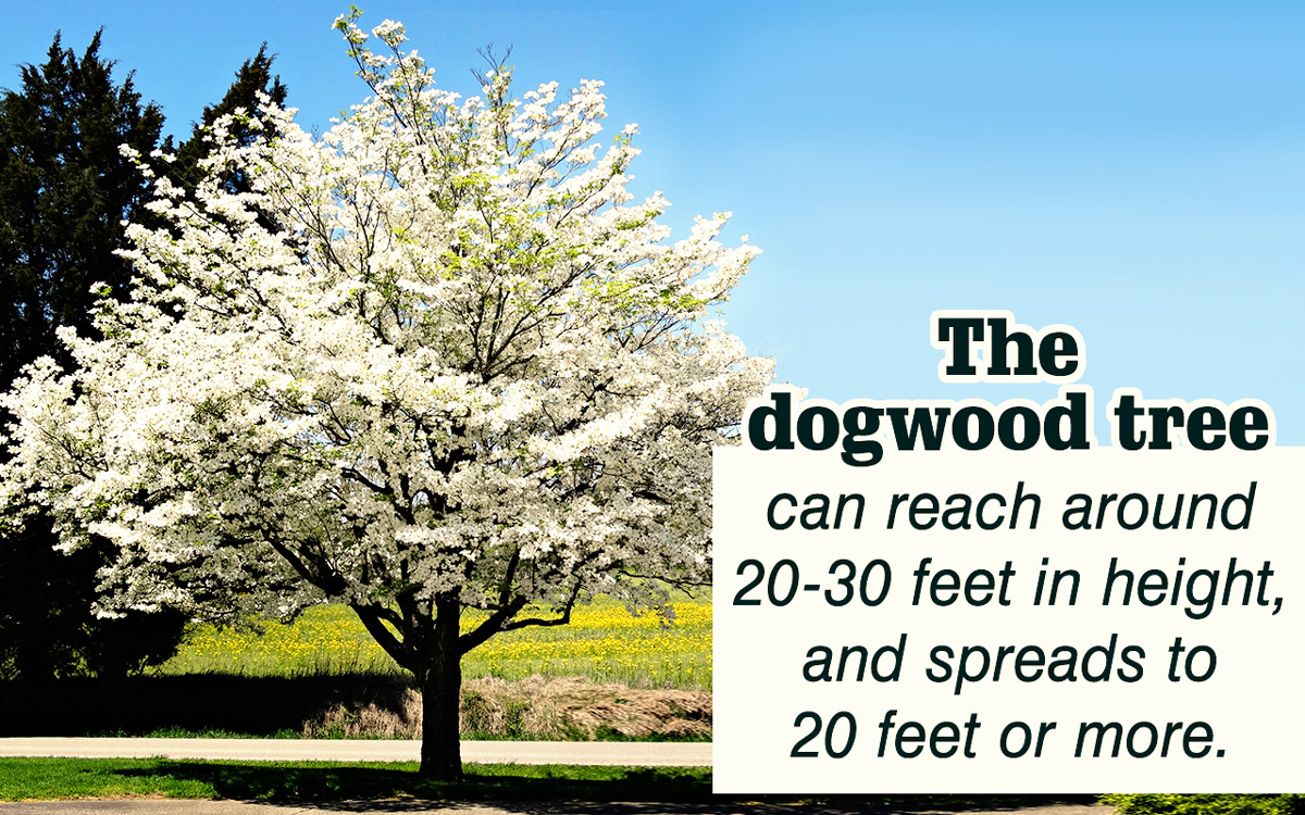 A List of Shimmering White Flowering Trees to Soothe Your Eyes