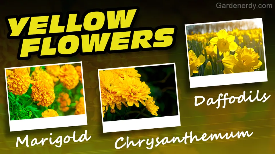 Three photos of yellow marigolds, chrysanthemums, and daffodils arranged below the text Yellow Flowers on a green background.