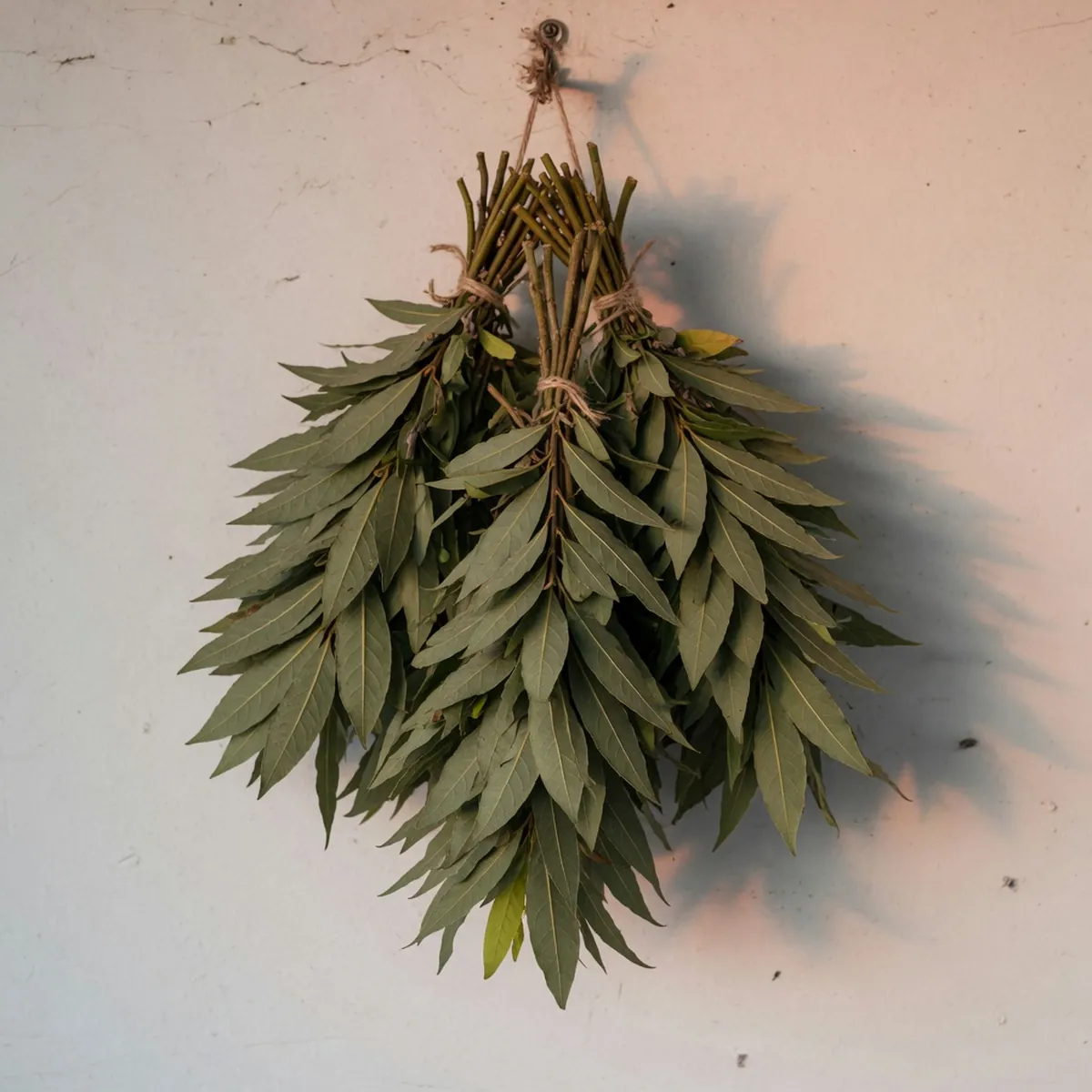 A bundle of freshly harvested bay leaves tied by their stems hangs to dry indoors.