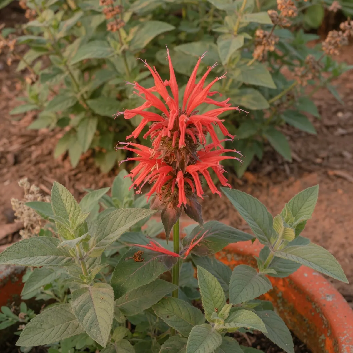 A close-up view of a single Bee Balm flower spike with distinct tubular petals and aromatic leaves.