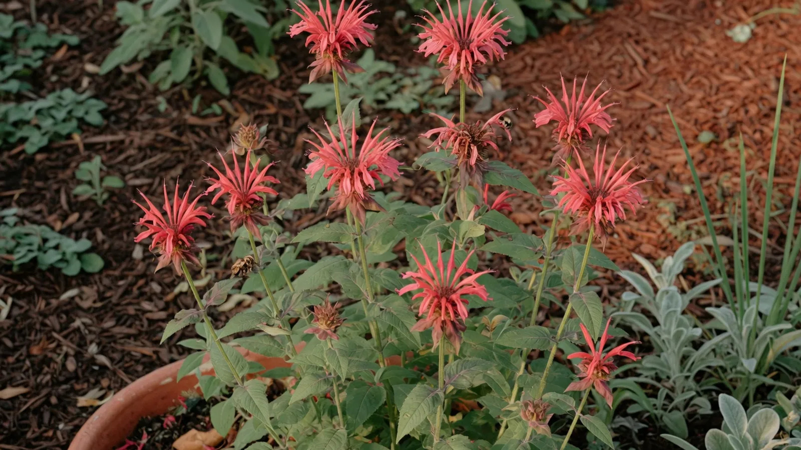 A cluster of vibrant pink and red tubular Bee Balm flowers blooming on upright stems amidst lush green foliage.