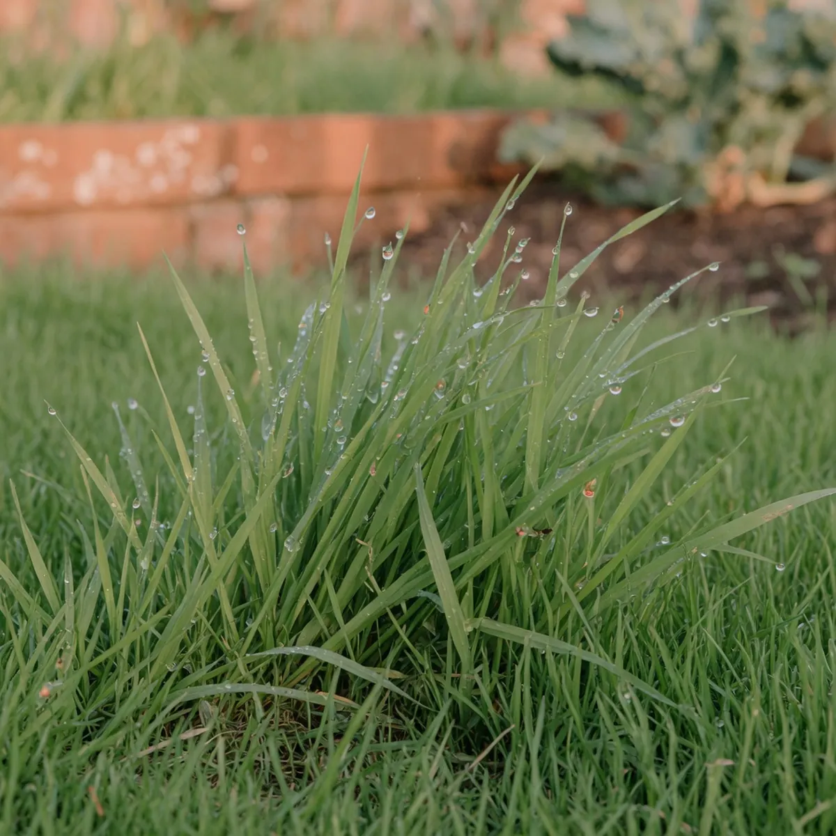 Dew-covered green grass blades glistening in the soft light of dawn.