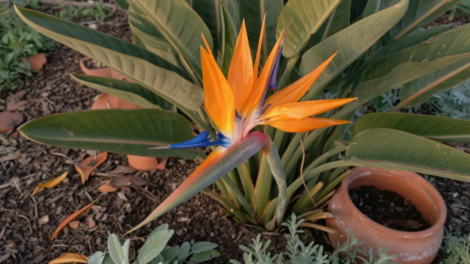 A vibrant Strelitzia reginae flower in full bloom with orange and blue petals against broad green leaves.