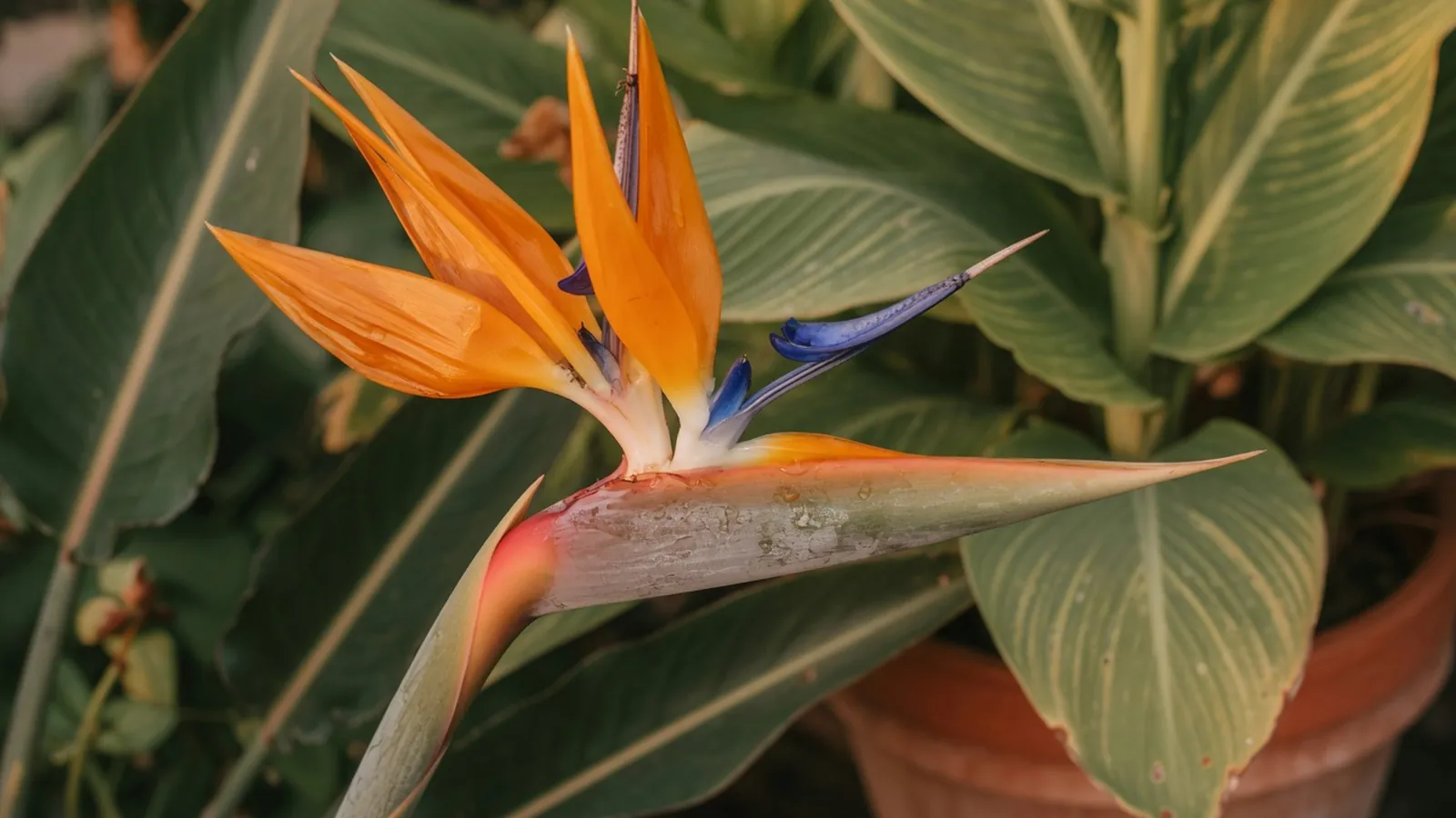 A close-up of a striking bird of paradise flower with its distinctive orange and blue petals.
