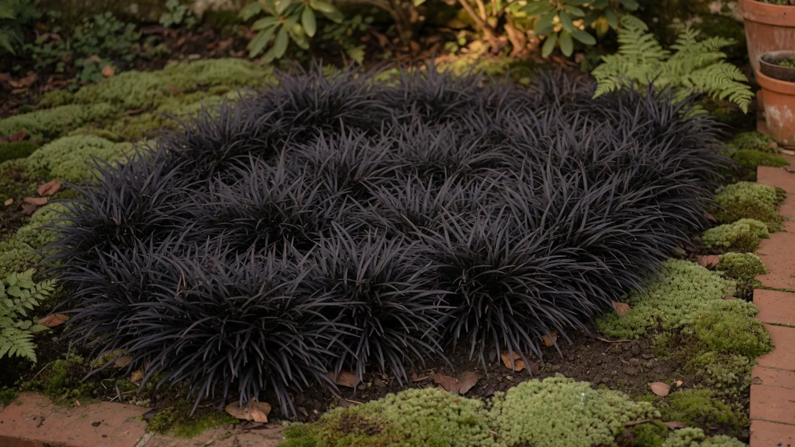 A dense patch of black mondo grass displaying its characteristic dark glossy foliage in a garden setting.