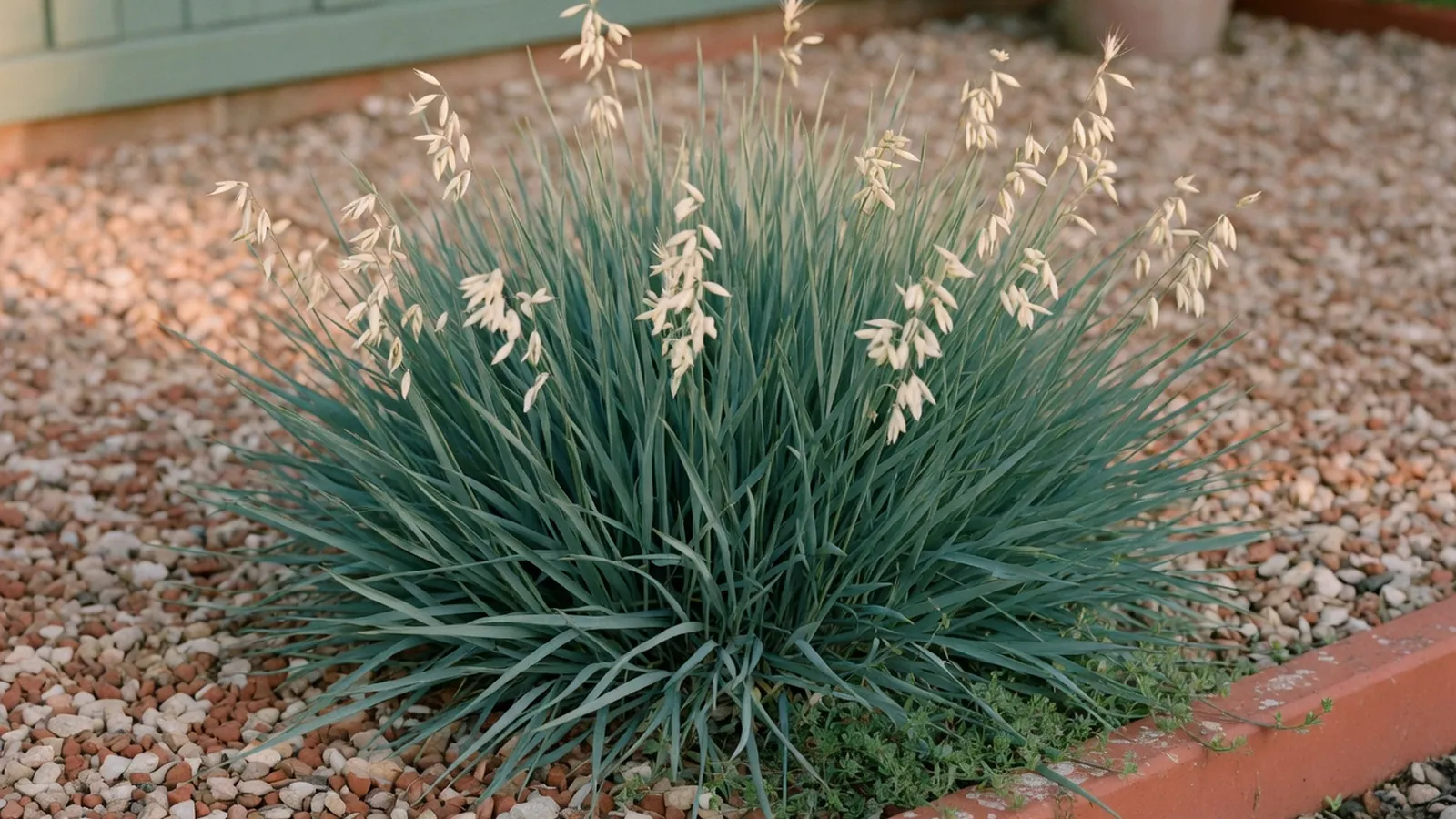 A dense clump of blue oat grass with slender blue-green leaves and emerging cream-colored flower spikes in a gravel border.