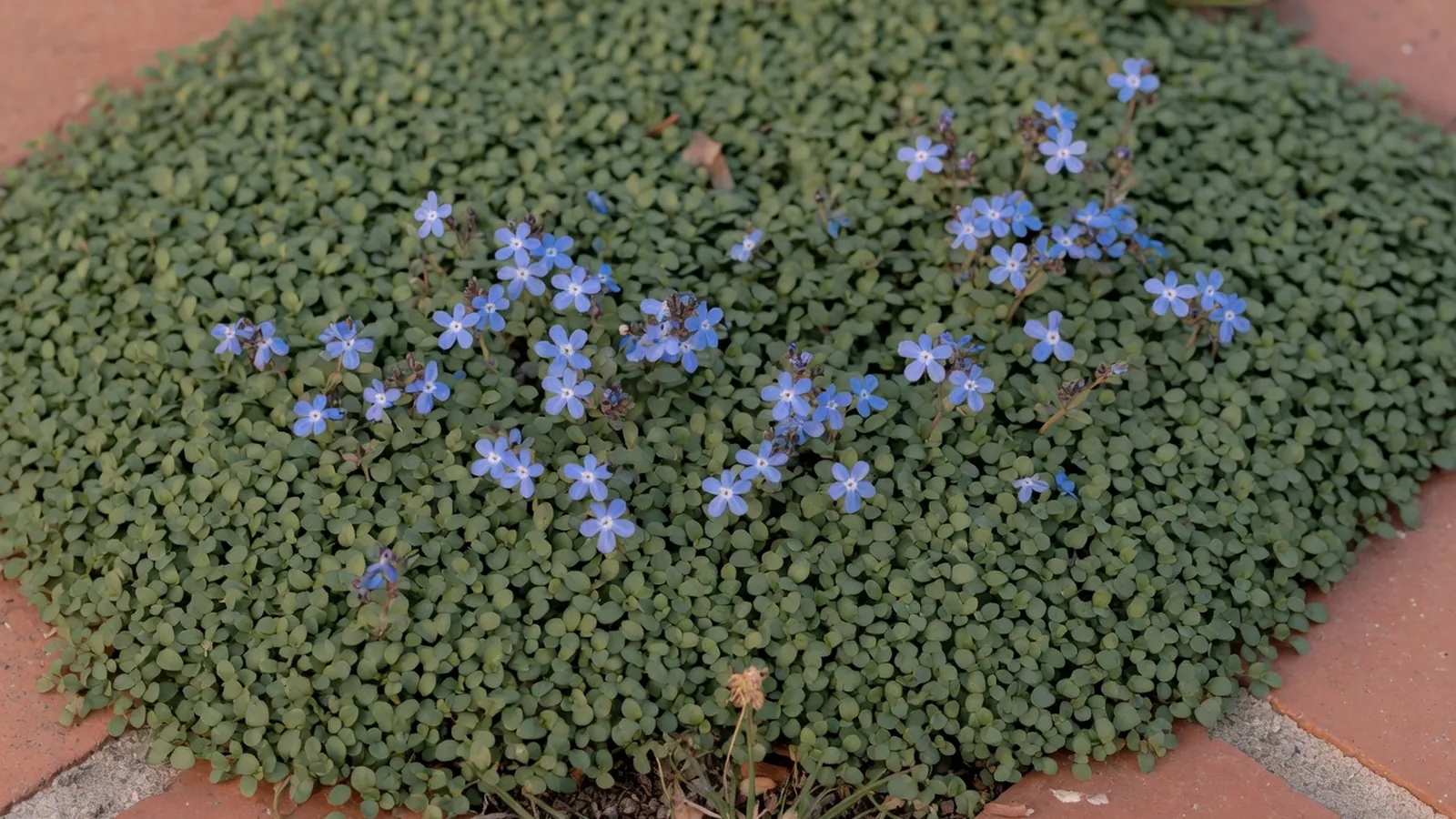A low-growing mat of small green leaves dotted with delicate blue star-shaped flowers.