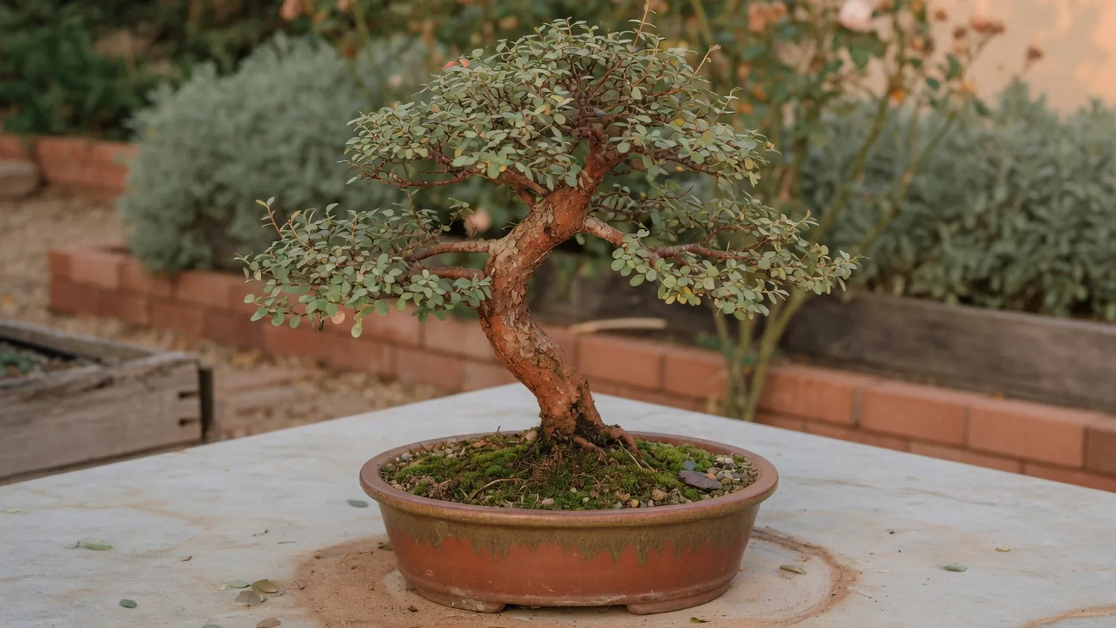 A classic miniature bonsai tree with gnarled branches and vibrant green leaves in a traditional shallow pot.