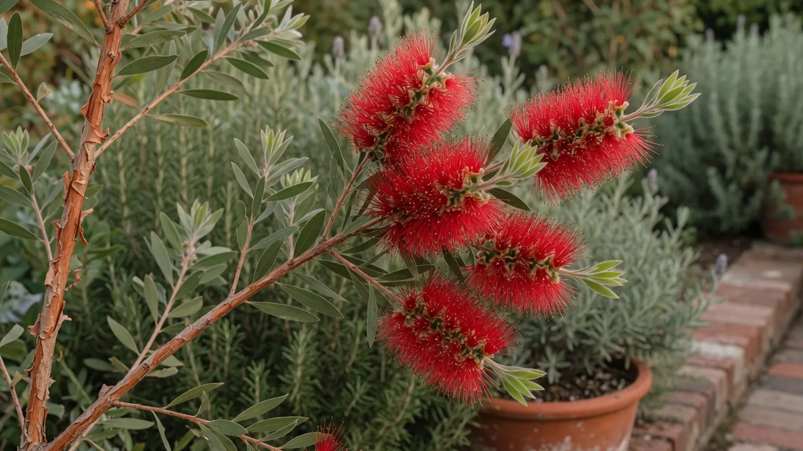 A healthy bottlebrush tree displaying vibrant red cylindrical flowers against a soft green garden backdrop.
