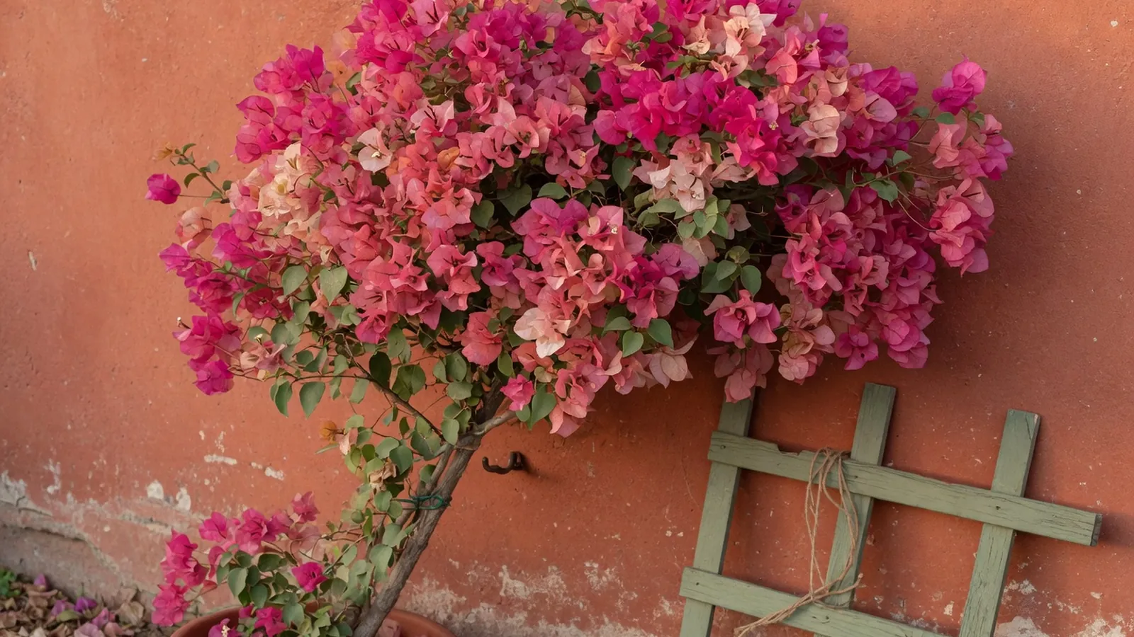 A vibrant bougainvillea plant overflows with papery bracts in full bloom against a sunny garden wall.