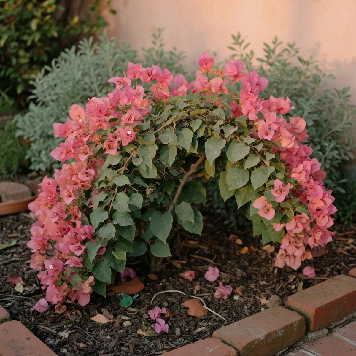 A healthy bougainvillea bush with vibrant pink bracts and green leaves, showing clear branches ready for light trimming.