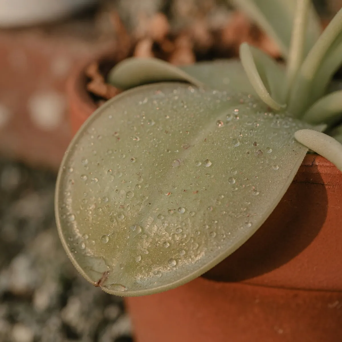 A detailed view of a butterwort leaf covered in glistening mucus secretions.