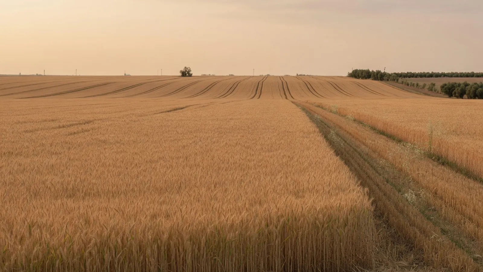 A wide expanse of golden wheat fields stretching to the horizon under a bright sky.