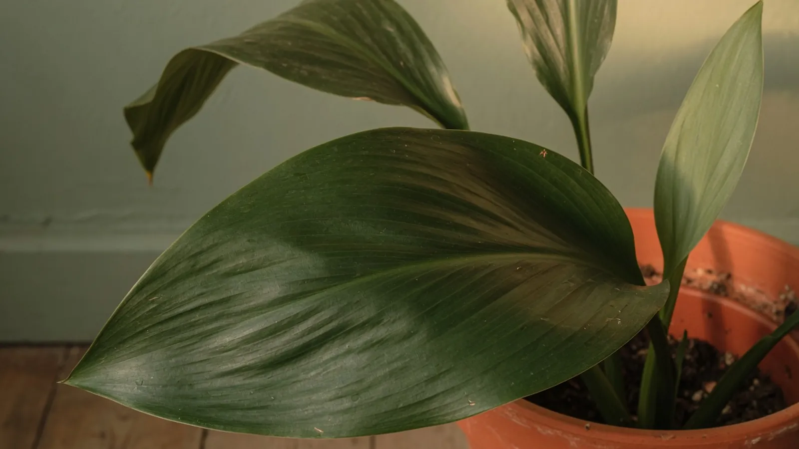 A glossy dark-green leaf of a cast iron plant highlighting its smooth texture and upright growth habit.