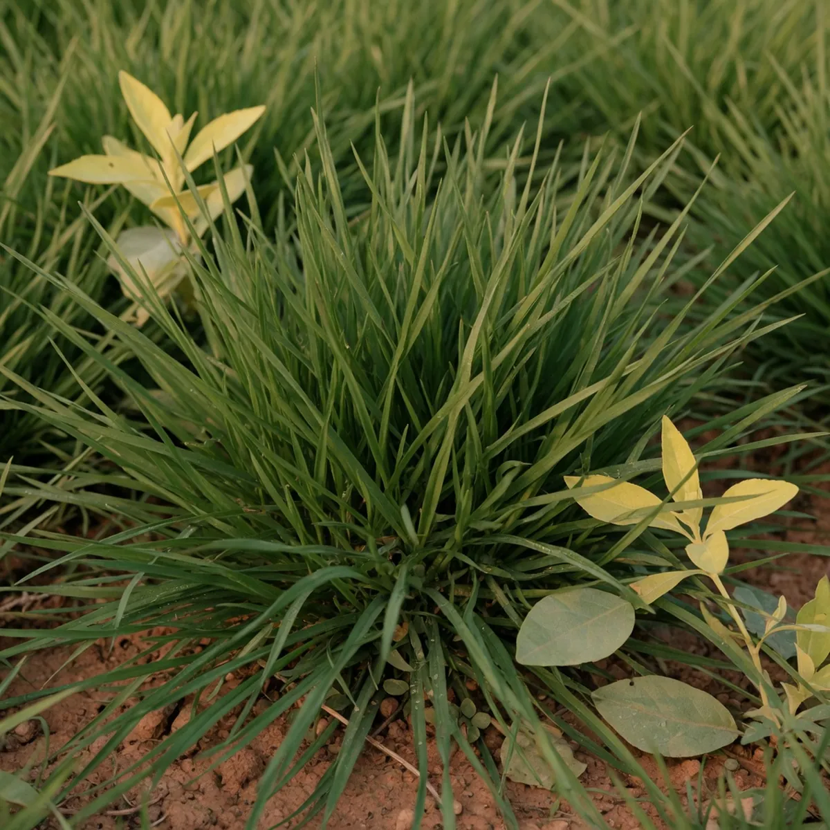 Healthy green lawn grass blades grow alongside a few recovering yellow leaves.