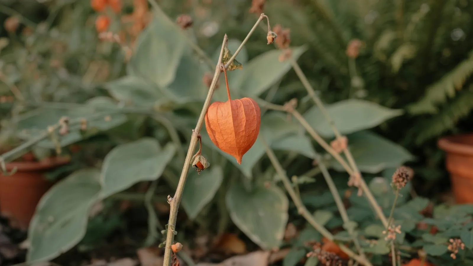 A mature Chinese lantern plant stem features a vibrant orange papery husk in a garden.