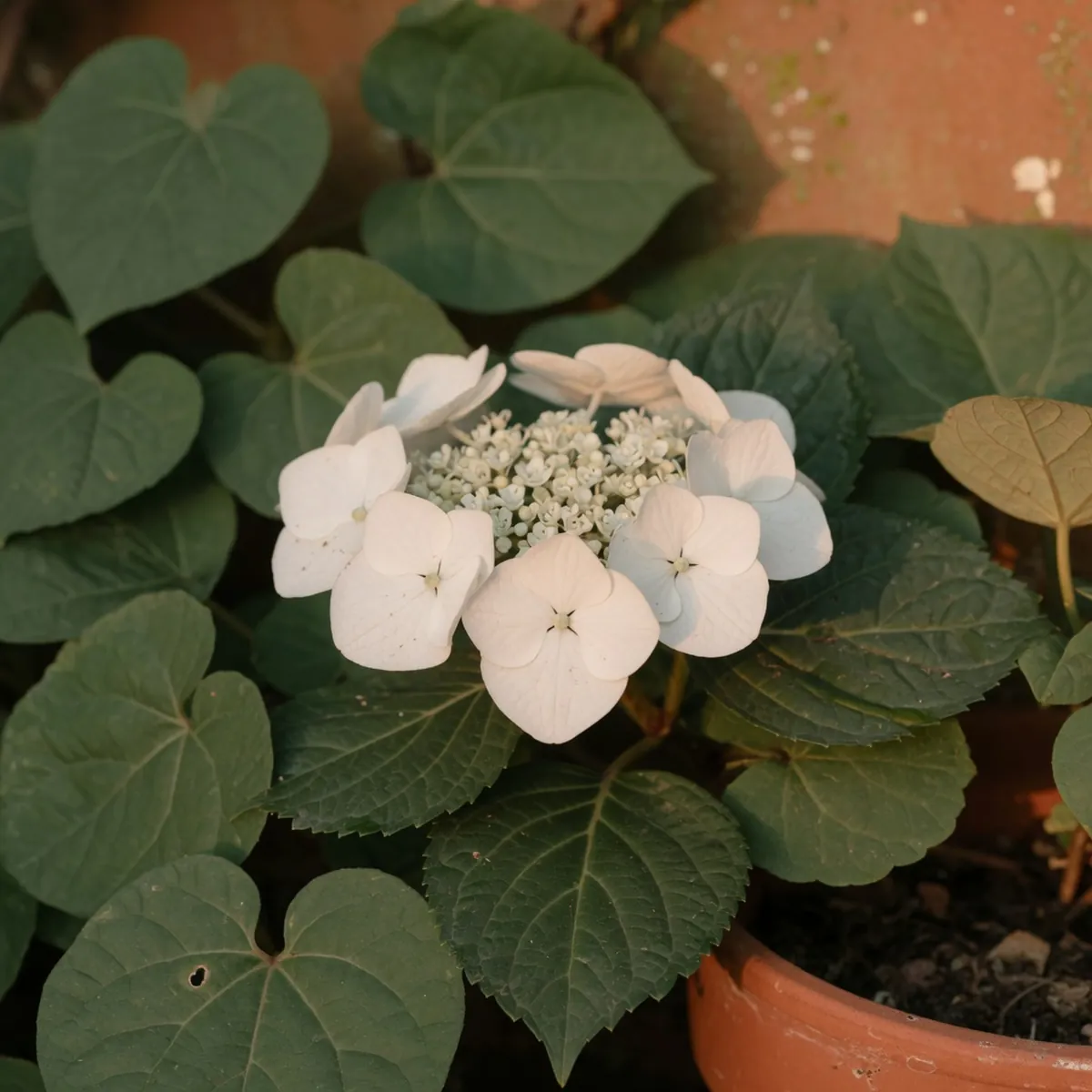 A close-up view of a single white lacecap flower surrounded by glossy dark green heart-shaped leaves.