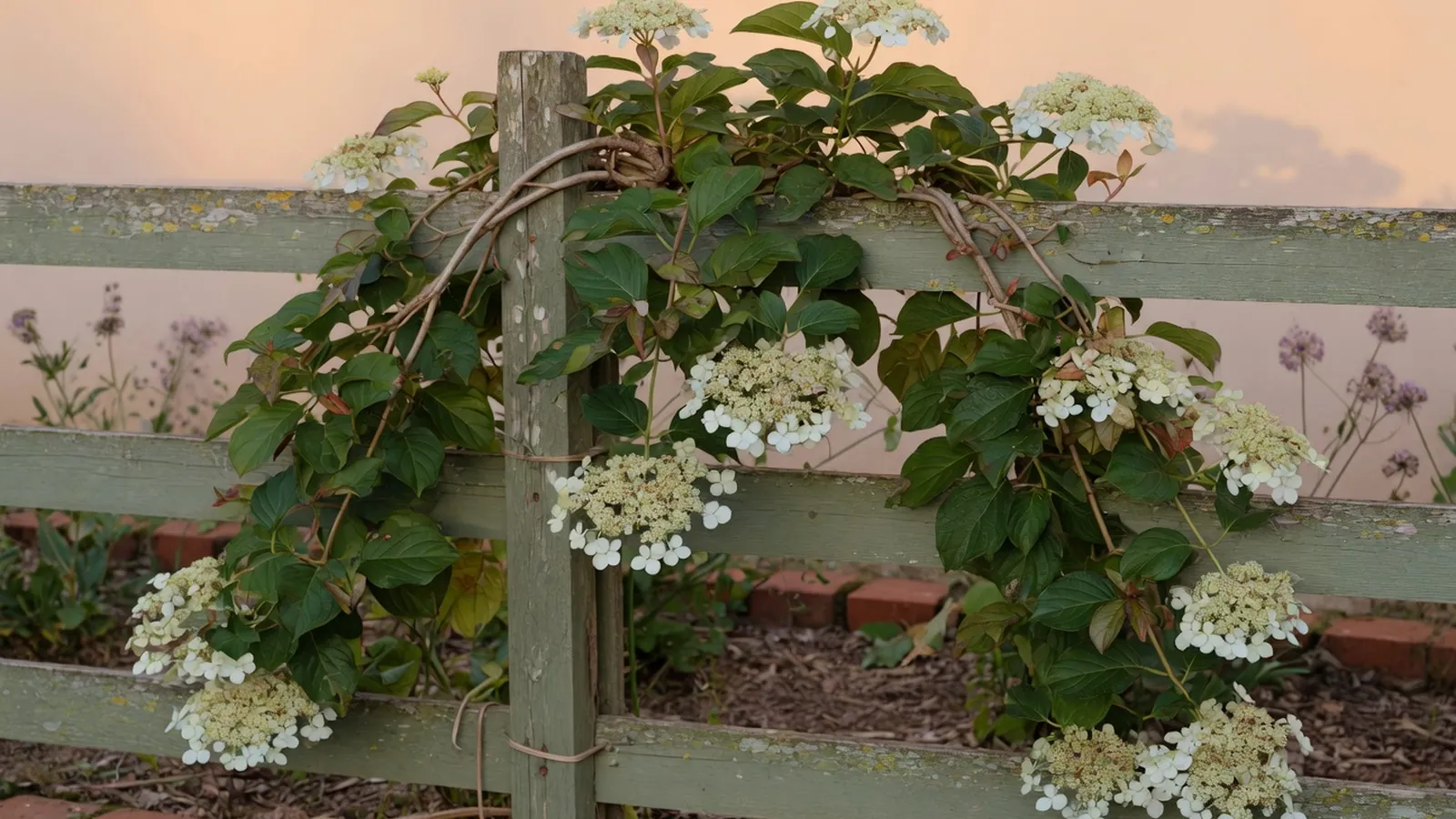 A climbing hydrangea vine with glossy heart-shaped leaves and clusters of white lacecap flowers draping over a weathered wooden fence.