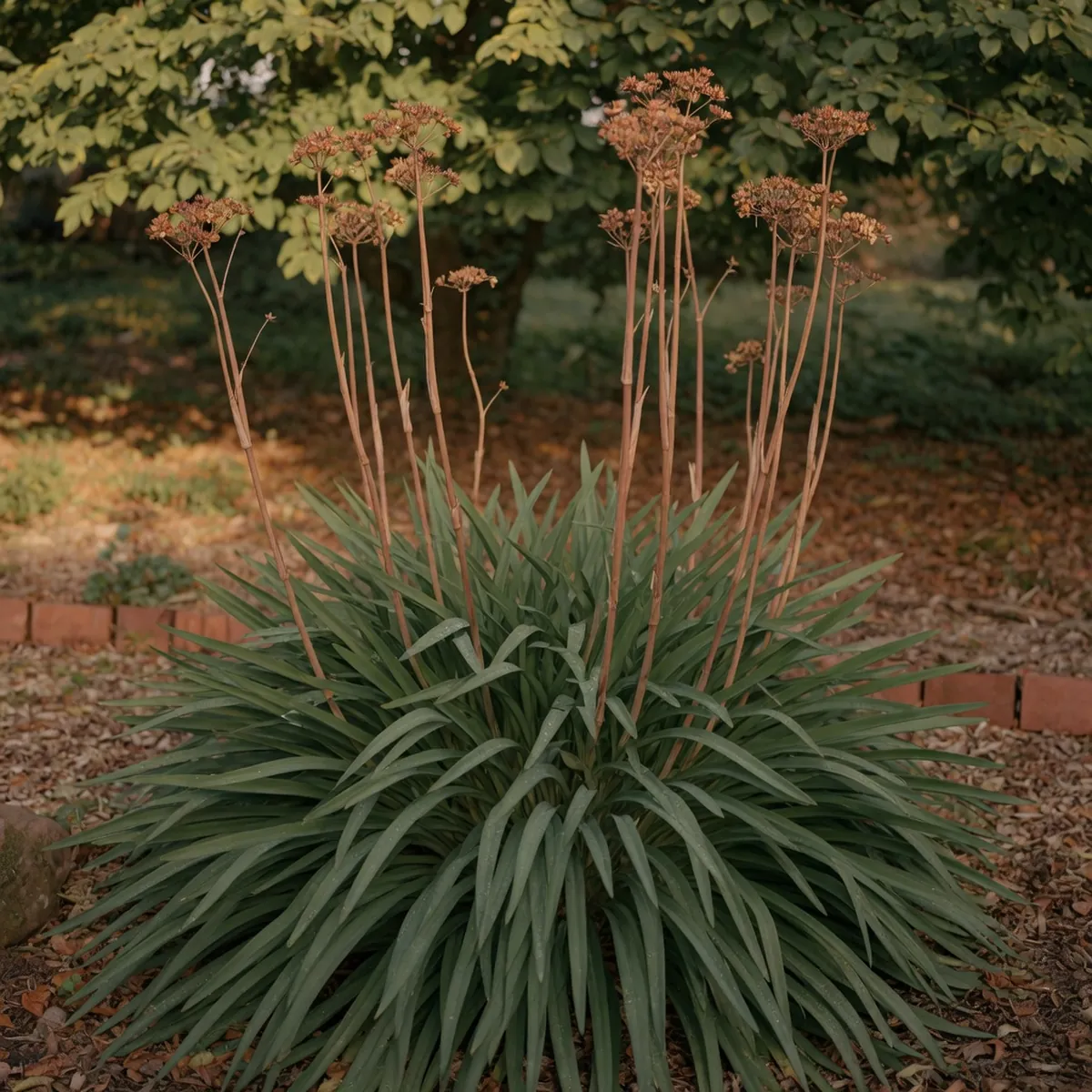 Tall leafless flower stalks rising from the center of a clump of lush green strap-like leaves.