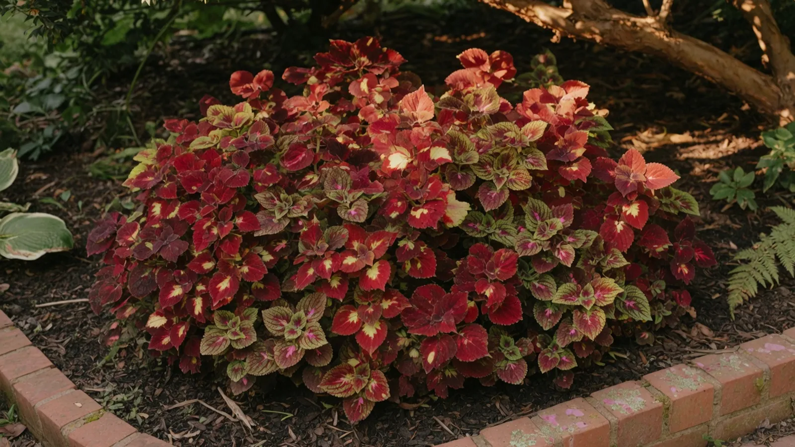 A dense cluster of colorful coleus plants with variegated crimson and lime green foliage in a garden bed.