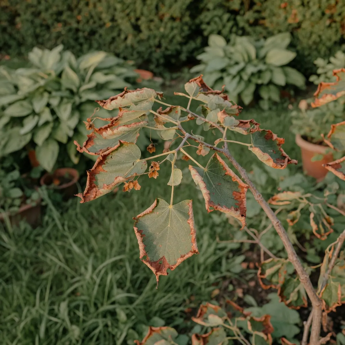 A linden tree branch displaying wilting and browning leaves characteristic of early fungal infection.
