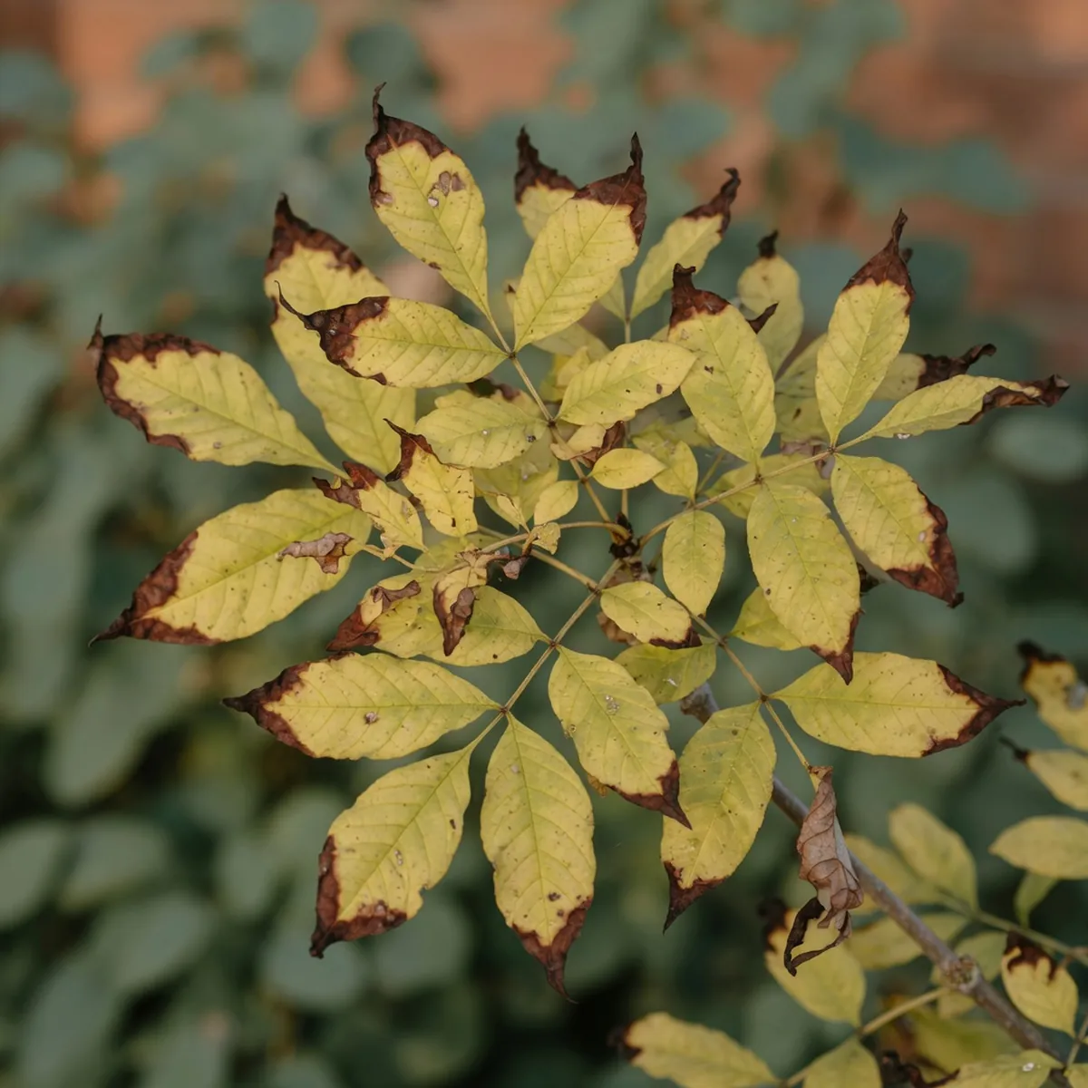Ash tree leaves showing yellow discoloration and brown scorched edges.