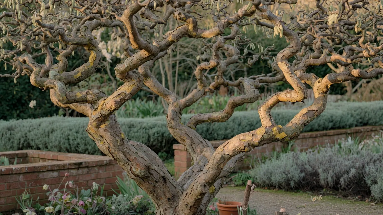 A mature contorted filbert tree displaying its signature twisted branches against a soft garden backdrop.
