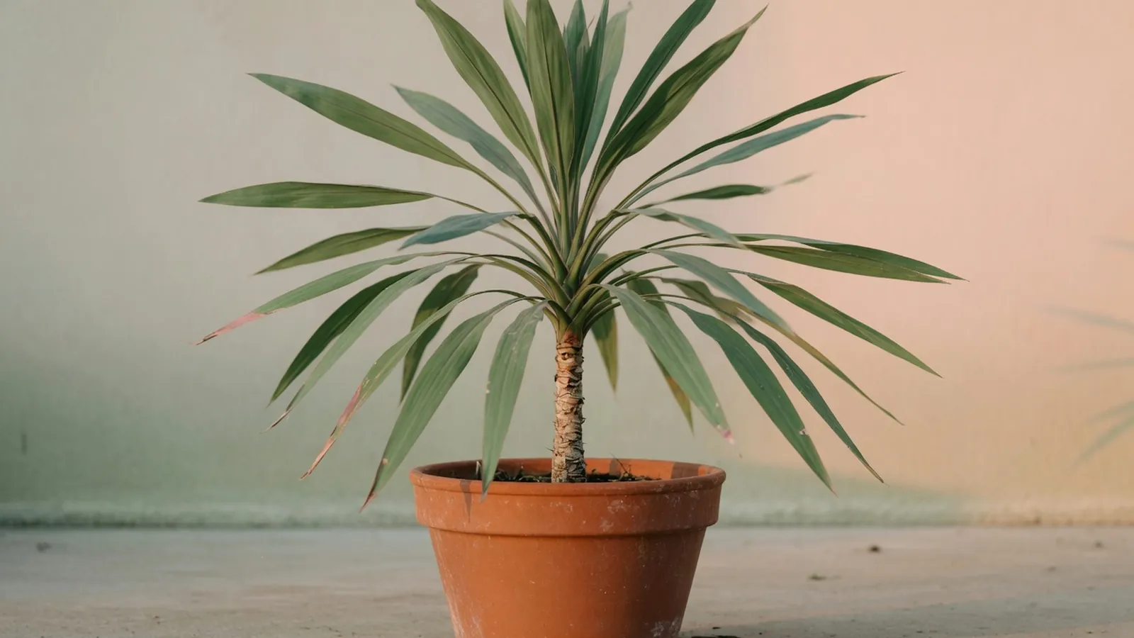 A potted cordyline plant displaying its characteristic long, sword-shaped leaves radiating from a central stem.