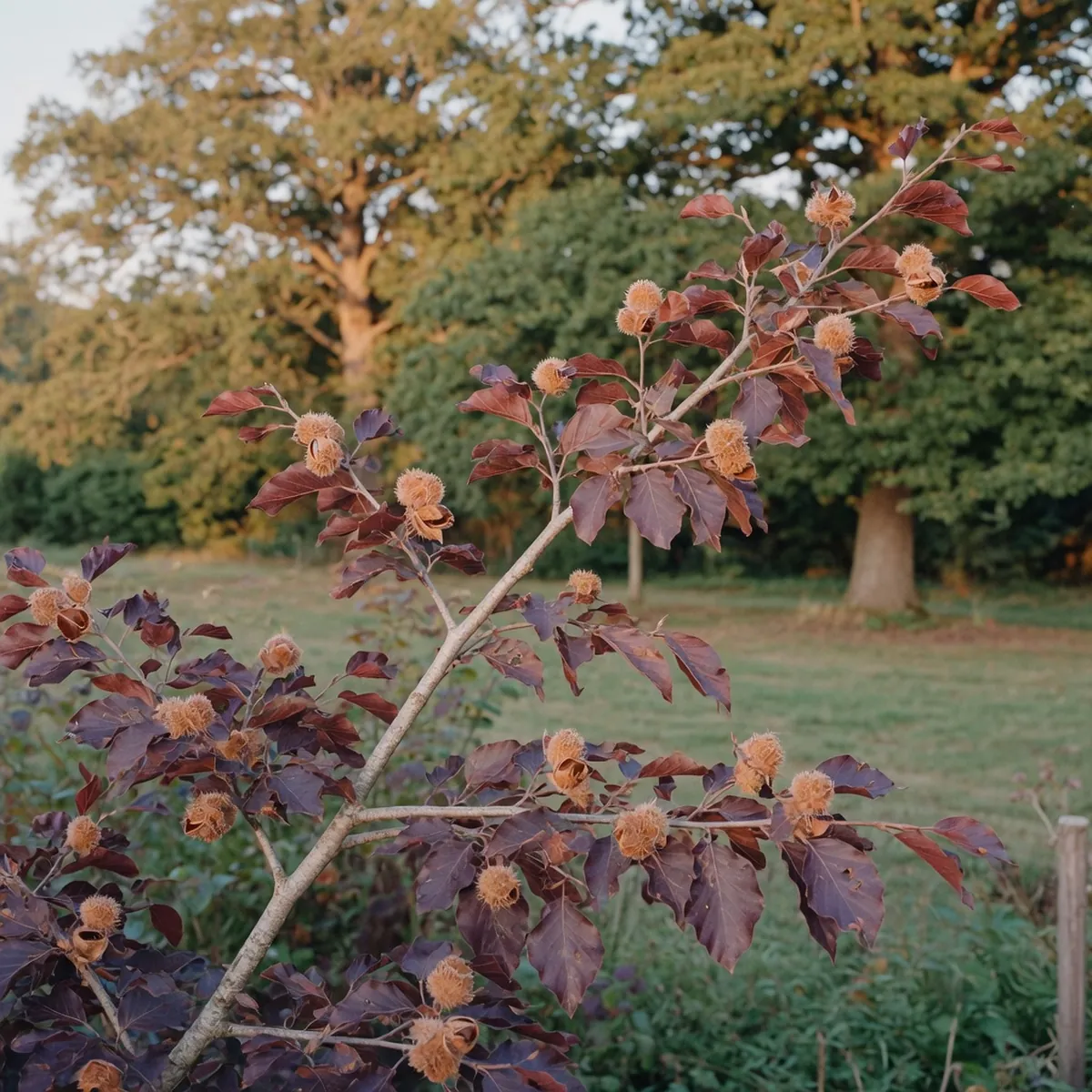 A close-up of a mature European beech branch featuring deep purple foliage and small hairy beechnut capsules.