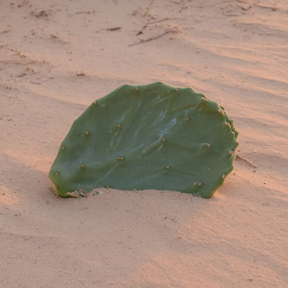 A close-up of a green, flattened cactus stem showing its thick waxy coating and smooth texture.