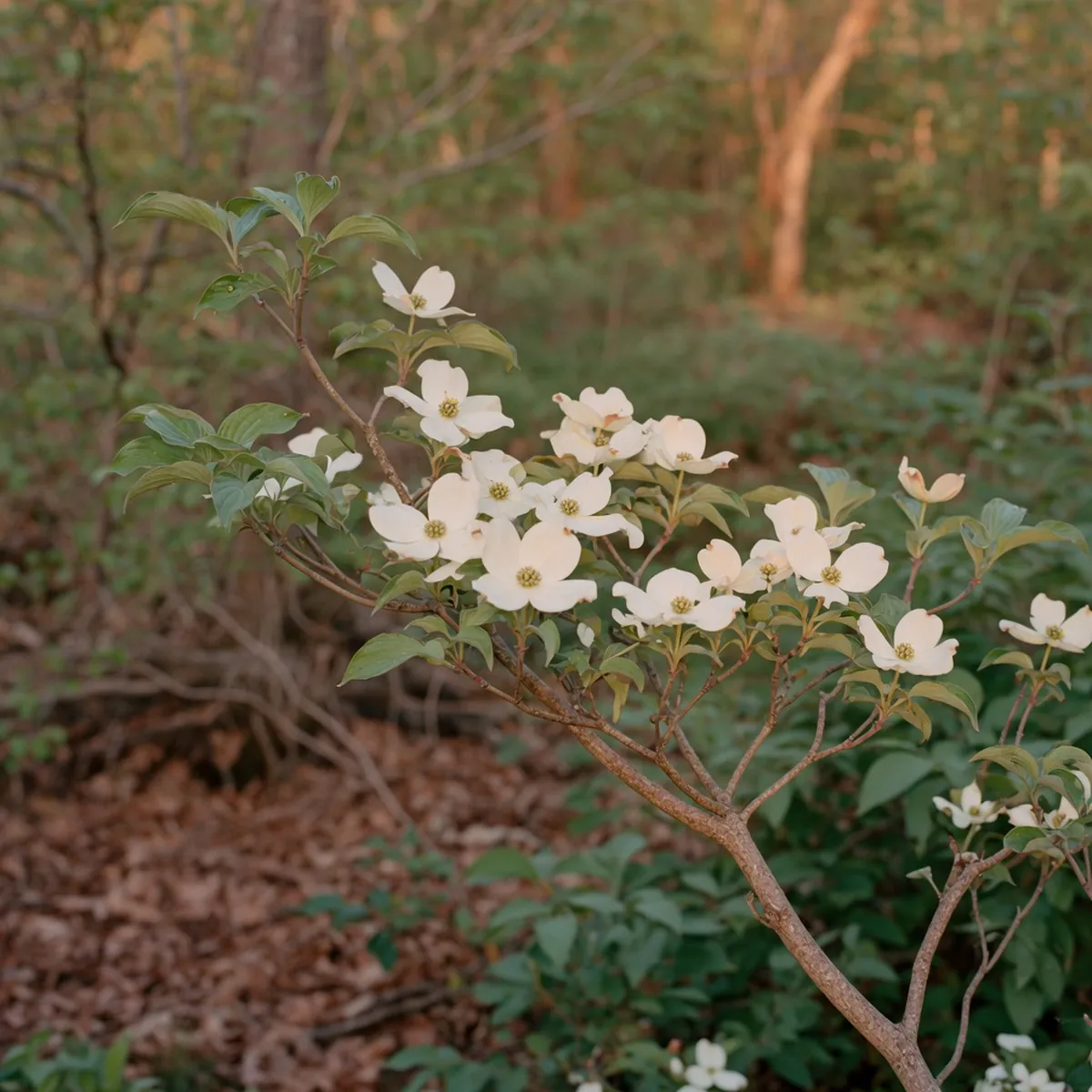 A close-up of a dogwood branch displaying clusters of delicate white flowers and glossy green leaves.
