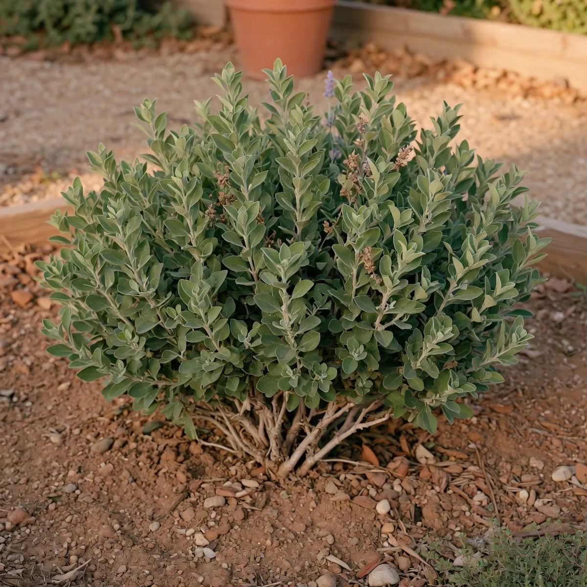 A healthy drought-tolerant shrub with dense green foliage growing in dry, sunlit garden soil.