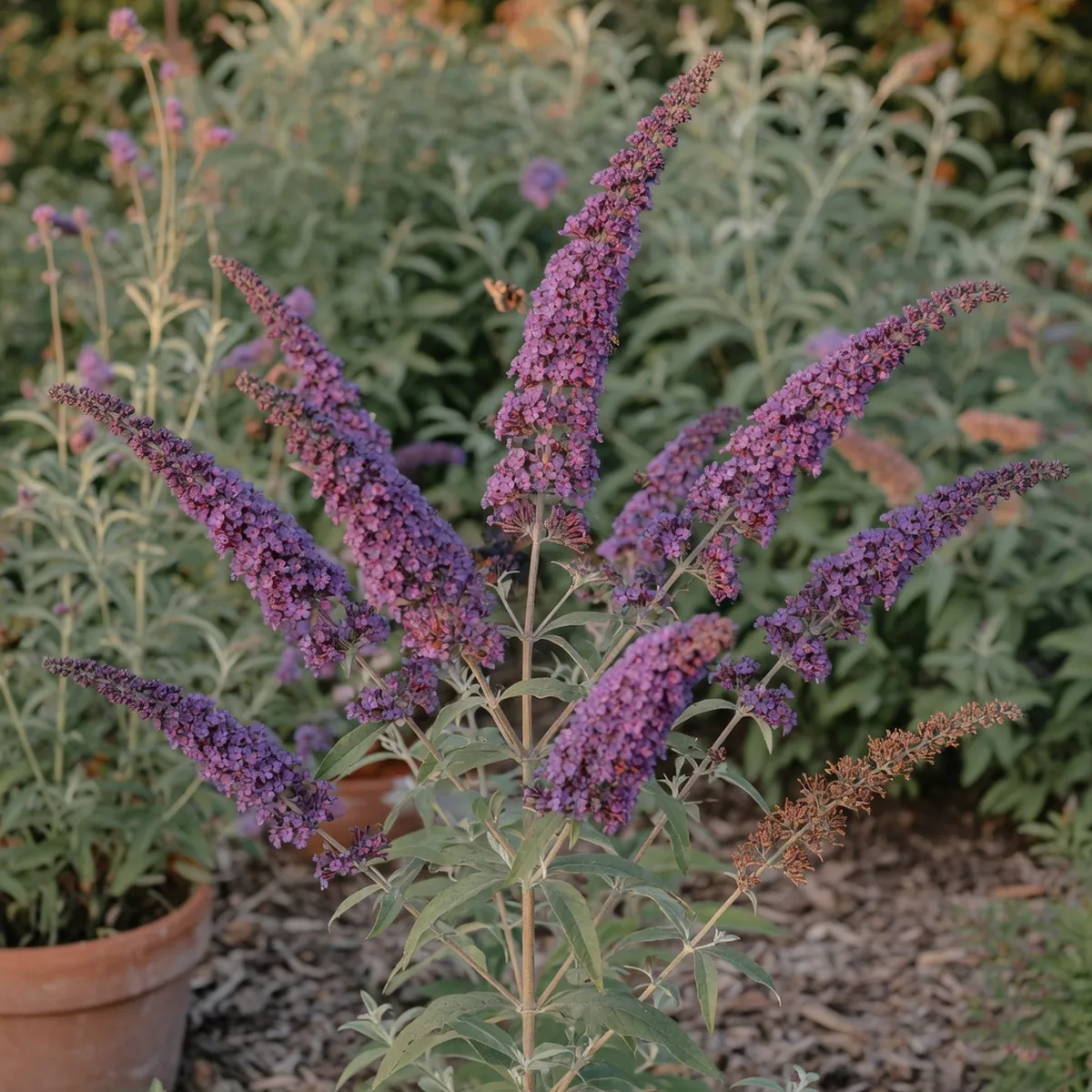 A butterfly bush displaying long stalks of fragrant purple flowers against a soft green background.