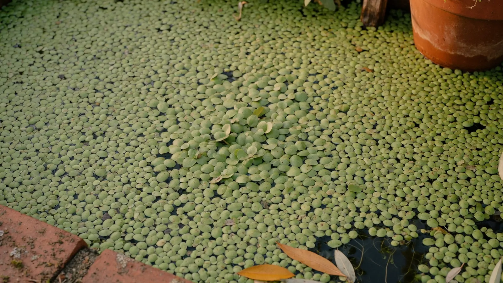 A calm garden pond surface densely covered with small, light-green duckweed thalli floating on still water.