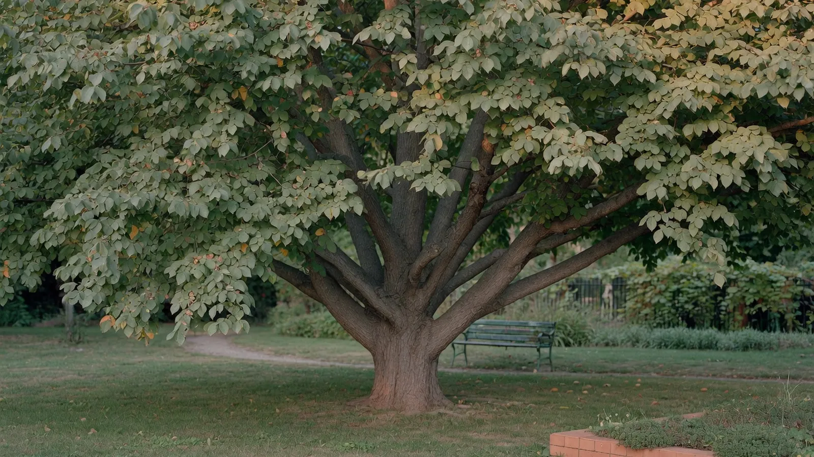 A mature American elm tree with a broad, vase-shaped canopy standing in a quiet park setting.