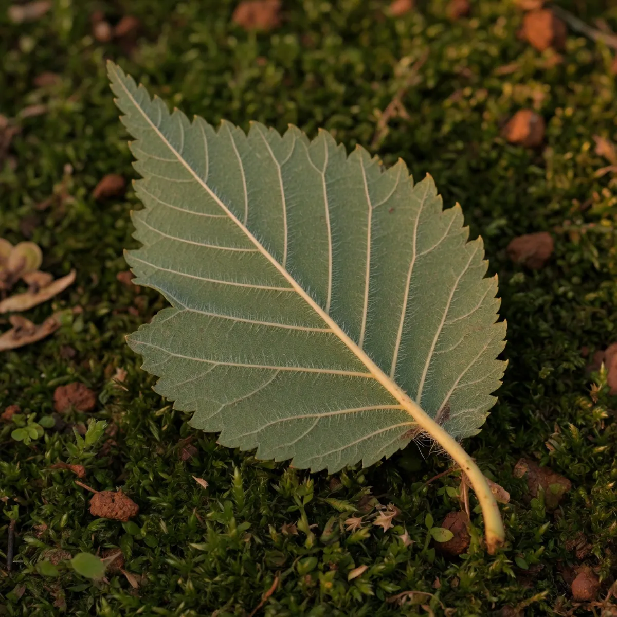 A detailed view of an elm leaf underside revealing the fine, soft hairs along the veins.