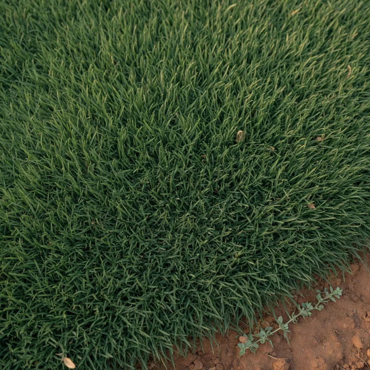 Dense emerald-green Zoysia grass blades form a uniform carpet-like surface in a garden bed.