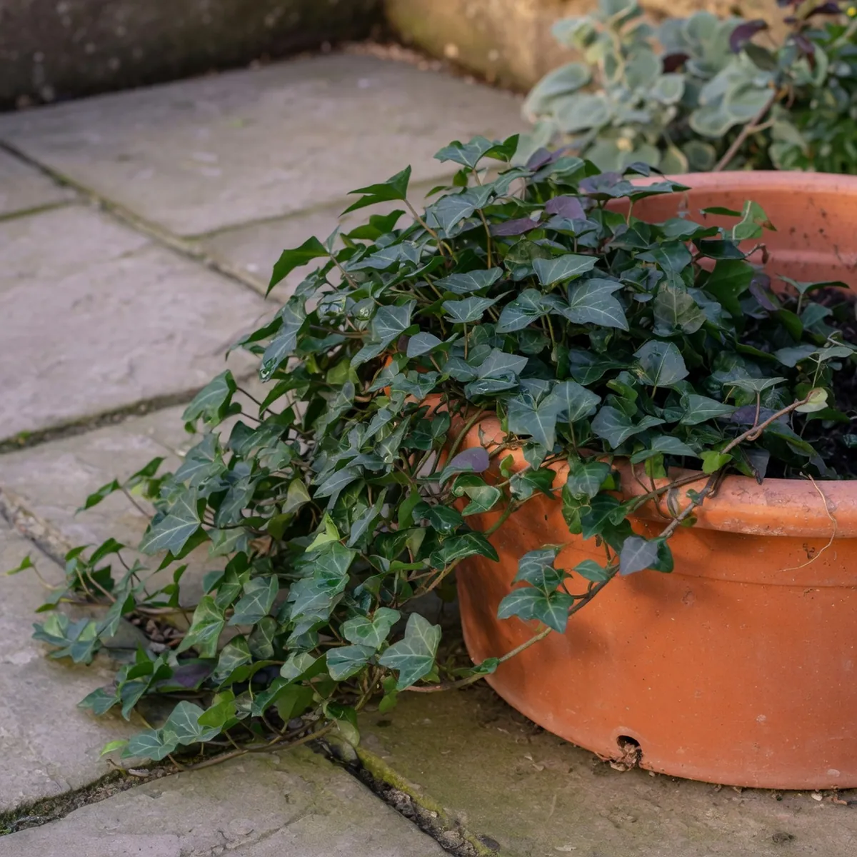 A glossy cluster of dark green English ivy leaves spilling over the edge of a terracotta pot.