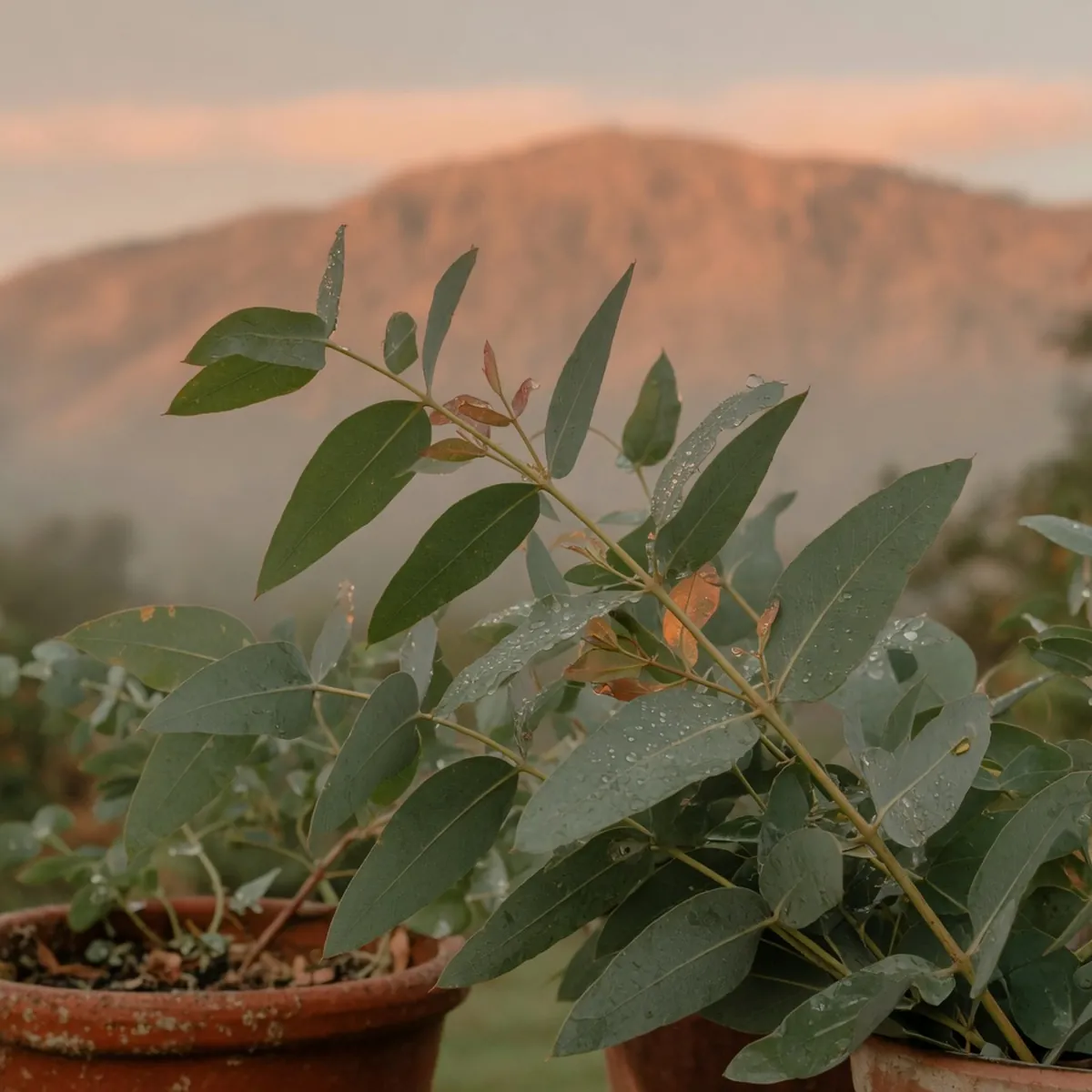 Fresh eucalyptus leaves glistening with moisture against a soft, misty mountain backdrop.