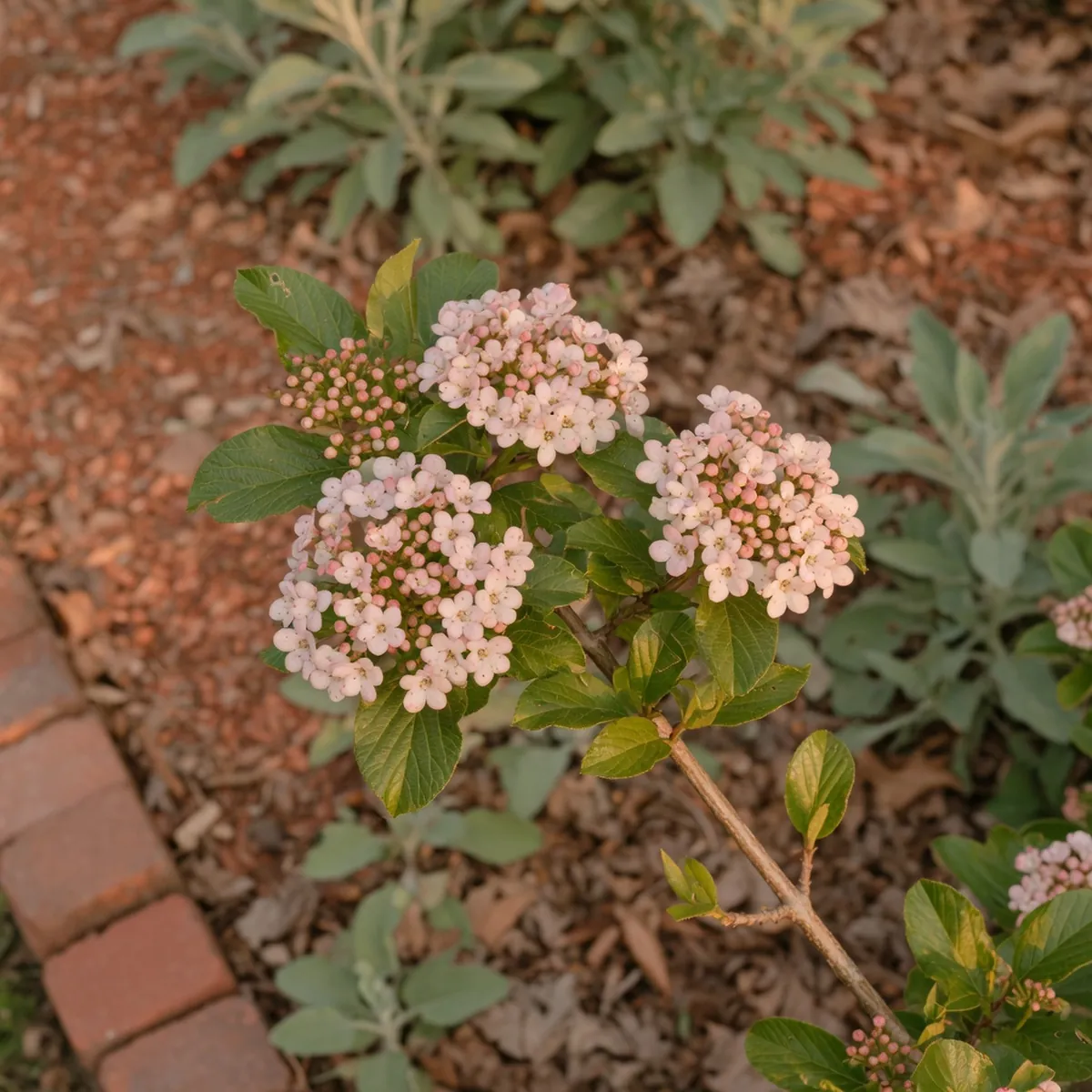 A viburnum shrub branch displaying clusters of pink and white blossoms against glossy green leaves.