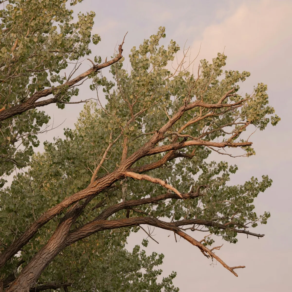 Thick spreading branches with uneven foliage characteristic of mature cottonwood trees.
