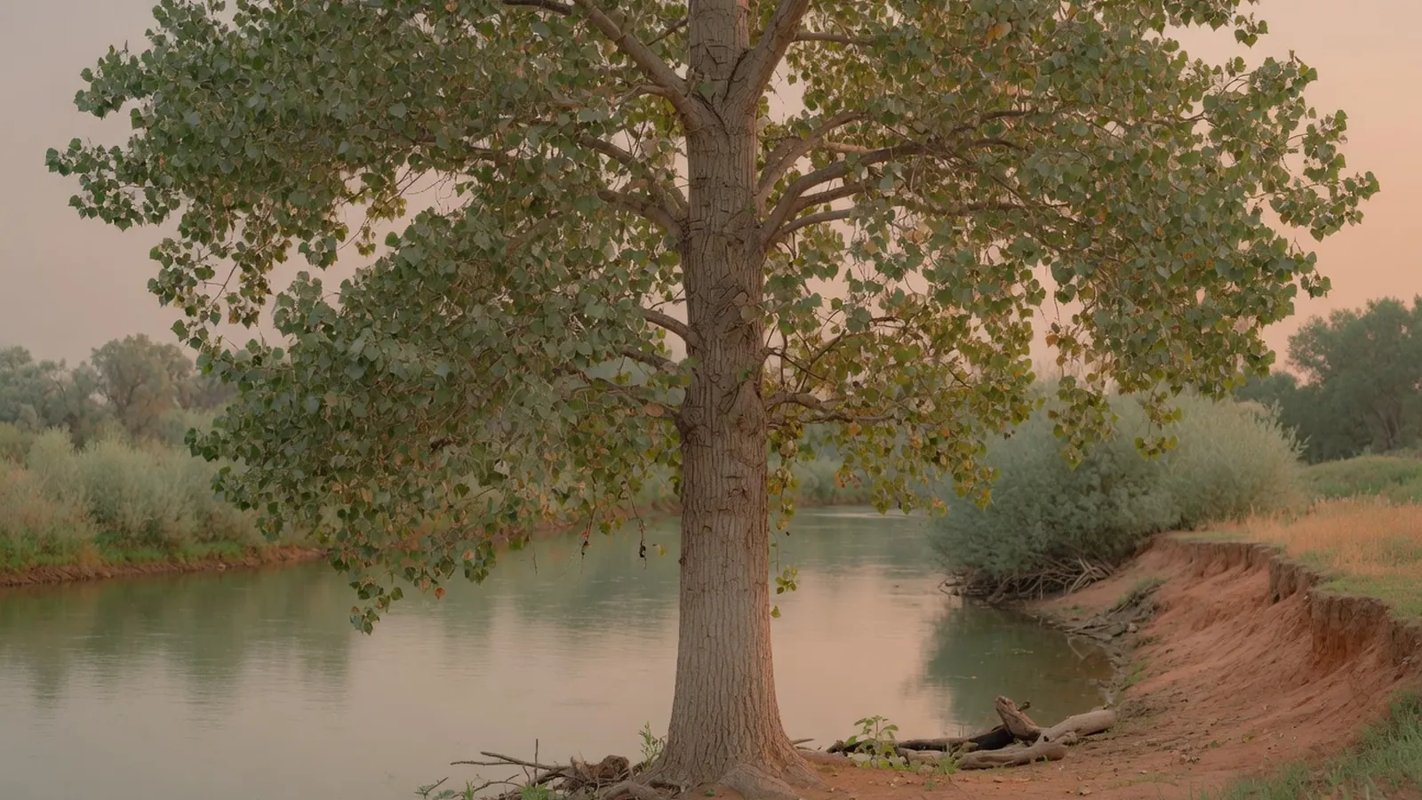 A tall cottonwood tree with a wide crown standing near a riverbank.
