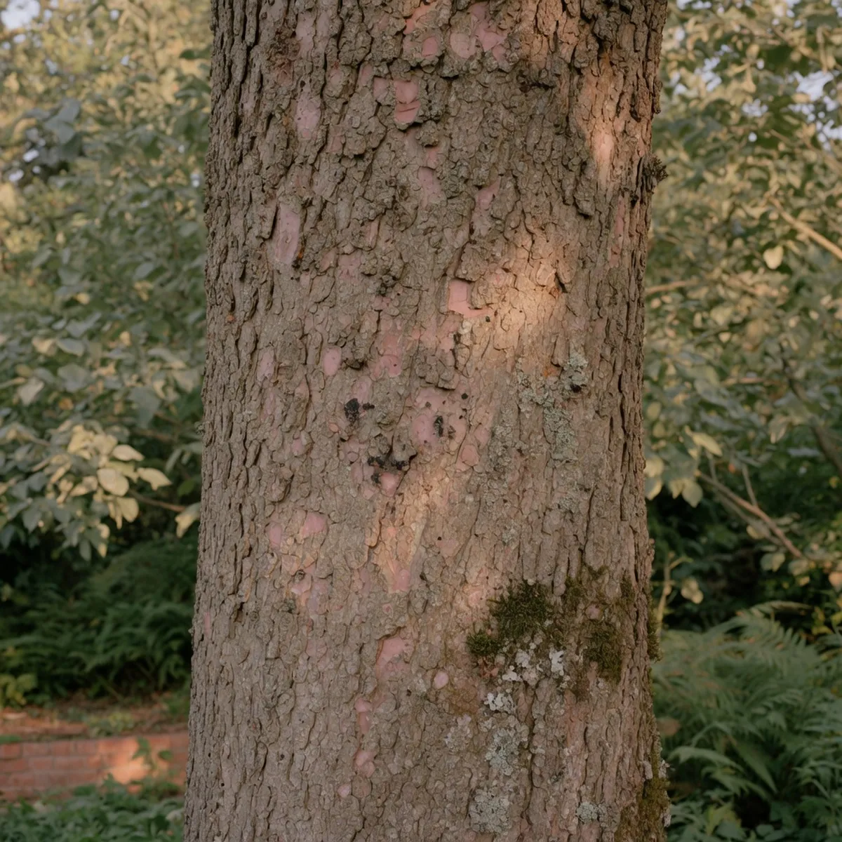 A mature tree trunk with textured gray-brown bark showing subtle pink and black fungal spots.